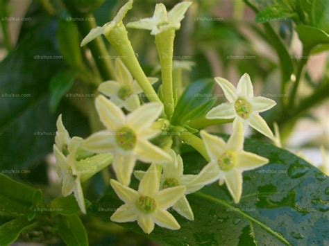 夜來香植物|夜来香 (夹竹桃科)